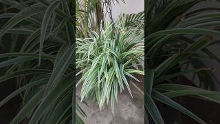 Chlorophytum comosum usually called spider plant🌱 indoorplants shorts youtubeshorts love viral [upl. by Erroll]