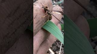 This Scary BUG is SO COOL pestcontrol organicgardening harmless shorts [upl. by Aguayo]