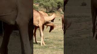 Camels kids boxing ملاکمت اطفال الجمالshortviralshort tharwildlife [upl. by Daley]