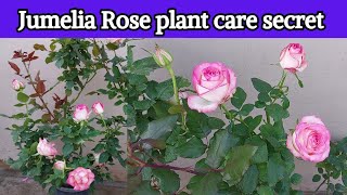 Jumelia Dutch Rose flower plant care Secret [upl. by Eilrahc]