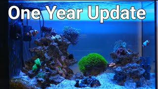 Fluval Evo 135 1 Year Update No Skimmer [upl. by Nitsruk]