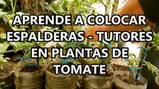 APRENDE A COLOCAR ESPALDERAS  TUTORES EN PLANTAS DE TOMATE [upl. by Enilada550]