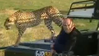 A Female Cheetah Uses a Warthog as Practice Prey for her Cubs  BBC Studios [upl. by Apfel399]