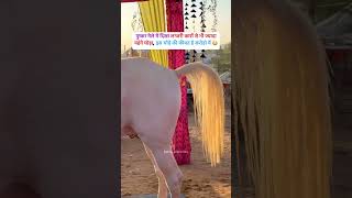 STALLION BADAL FROM PUNJAB nukhra royalmarwarihorses horse [upl. by Abita]