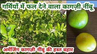 394 क्या यह वैरायटी हस्त बहार की फसल भी दे सकती है Can this variety also give spring crop [upl. by Ahseia]