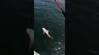 Huge Fish Breaks My Rod 30 Miles Offshore shorts [upl. by Hctud]