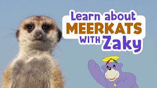 Learn About Meerkats amp Sing With Zaky [upl. by Issie]