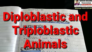 Diploblastic and Triploblastic Animals in HindiUrdu Lecture 1 Kingdom Animalia [upl. by Asek]