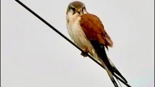 Nankeen Kestrel Lake Broadwater [upl. by Nairehs]