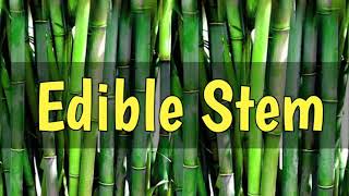 Edible Stems  edible stems name  plants edible stems  edible stems name in english with pictures [upl. by Idnaj]