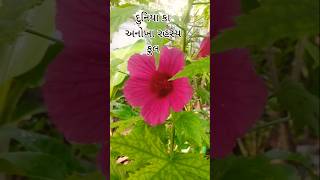 દુનીયા કા સબસે અનોખા રહસ્ય મય ફુલ 🥀🌻फुल की खेती🎋🌾Duniya ka sabse Anokha Phool farming short viral [upl. by Iphigeniah]