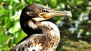 Cormorant Close Up Chilling Out at Tehidy Woods [upl. by Eesyak]