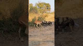 A Hound Hunting Deer wildlife hounds nature animals beast deer [upl. by Asilehs658]