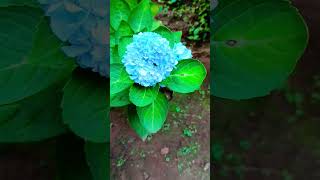 Hydrangea macrophylla flowers gardening new flowering plant [upl. by Inan]