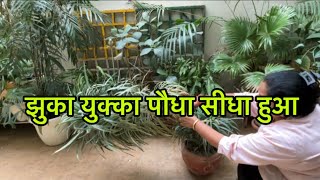 युक्का पौधा।Yucca Plant gardening terracegarden renugreens plants plantlover green beautiful [upl. by Aiyn]