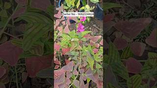 New variety butterfly plant online sell tamilnadu kerala chennei plants flower sell [upl. by Amla]