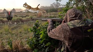 I Never Expected a WILD Bobcat to come this CLOSE Catch Clean Cook Wild Turkey Jambalaya [upl. by Vaden741]