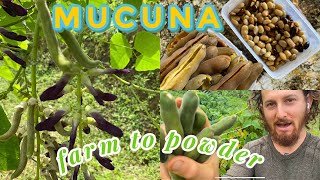 Mucuna Powder How To From Farm To Kitchen [upl. by Aleil]