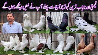 Visited at Irshad Kambho Fancy pigeon SetupFarm in Multan Pakistan Bukhara Pigeon Bokhara Trumpeter [upl. by Adara597]