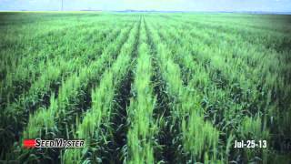 Wheat Field Timelapse  2013 [upl. by Christoper700]