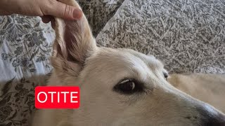 OTITE Thalita Portugal Veterinária está ao vivo [upl. by Moseley]