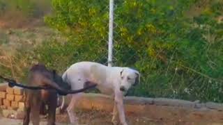 Guys Coe Homes Frome Wookk Witthin A Stray Dogs The Dodoo [upl. by Archy537]