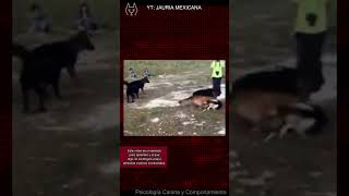 Lo mordió un perro y usó sus manos perros perro viralvideo [upl. by Eilasor]