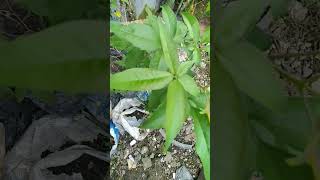 Vitex negundo  Lagundi  horseshoe vitex  nisinda herbalmedicine organic herbalplants [upl. by Assil]