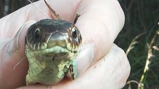 Catching a Copperhead Australian Copperhead that has ticks [upl. by Dlorej]