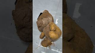 Teddy bear Cleaning 2 Carriage House wooden artist cartoon shortvideo [upl. by Simonne507]