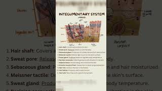 Integumentary system anatomy and physiology by medical20 Integumentarysystem [upl. by Justina409]