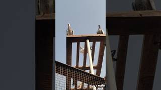 Aasmani high flyer kabutar flying 😍 attitude pigeon video 🕊🔥  kabutar kabutarbazi viralvideo [upl. by Viv]