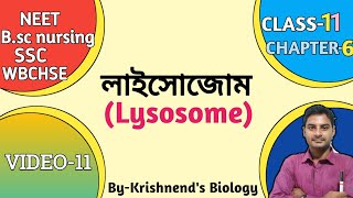 লাইসোজোমLysosome in BengaliPolymorphism of lysosome in Bengali Cell the unit of life Bengali [upl. by Waxman]