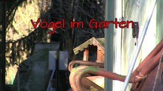 Vögel im Garten [upl. by Ecinnaj]