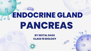 Endocrine Glands Pancreas Function of Pancreas Biology Class 10 foryou biologyclass [upl. by Kare]