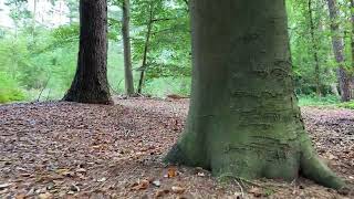 Walking route of the forest Netherlands 🇳🇱 Beginning of autumn 2024 [upl. by Dwan]