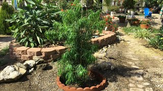 Planting a Podocarpus Henkelii in Rocky Soil Zone 10a [upl. by Golub]