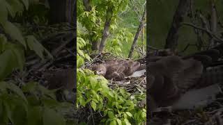 Majestätischer Falke im Nest 🦅  Naturwunder hautnah Falke Nest WildlifeShorts BirdWatching [upl. by Wein]