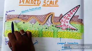 Placoid Scale And Its Devlopement In Scoliodon [upl. by Soalokin703]