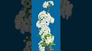 White flowers of cherry blossom on a cherry tree flowers microgreens nature plantgrowth [upl. by Edrei226]