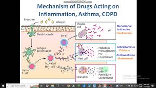 Mechanism of Respiratory Drug Action AntitussiveBranchodilatorsAsthmaCOPDExpectorants pharmacy [upl. by Koo862]