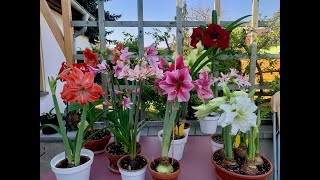 Amaryllis in bloom Hippeastrum tour [upl. by Elamaj]