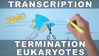 A2 Biology  Transcriptional control of gene expression OCR A Chapter 192 [upl. by Nawak]