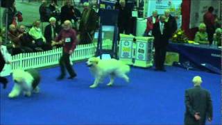 Manchester Dog Show Pastoral Group ShortList and Placings [upl. by Behlau234]