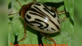 Life cycle of zygogramma bicolorata Mexican beetle [upl. by Pathe]