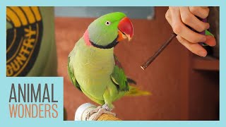 Training Our Alexandrine Parakeet [upl. by Eelahs]