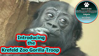 Introducing The Gorilla Troop From The Krefeld Zoo In Germany more info in the description [upl. by Nosnirb]