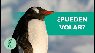 ¿Dónde VIVEN los PINGÜINOS🐧Características Hábitat Alimentación y Comportamiento del Pingüino [upl. by Angelita407]