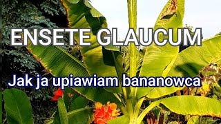 ENSETE GLAUCUM jak ja uprawiam tego bananowca [upl. by Mercie593]