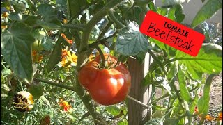 🍅TOMATE Beefsteak🍅 [upl. by Lisabeth]